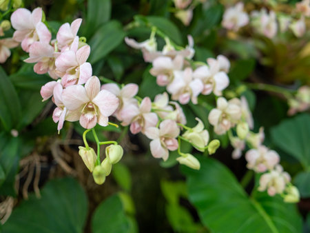 Orchid flowers on a tree in the garden .の写真素材