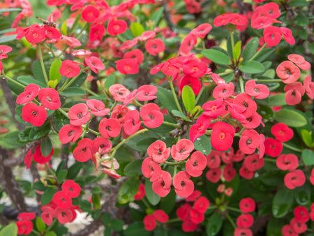 Poi Sian flower is a house flower with beautiful colors. can be seen generally in houses.の写真素材