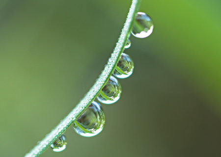 Drops of water on the leaves.の写真素材