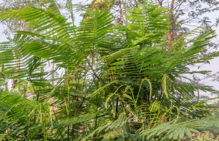 Climbing wattle, Acacia, Cha-om.の写真素材