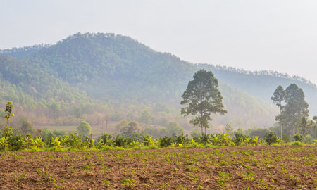 agricultural field with tree and mountain in the background, Thailandの写真素材