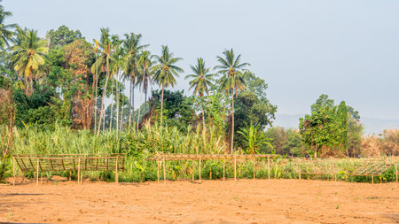 Coconut trees in the field, Thailand. Natural background.の写真素材