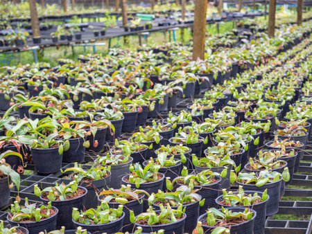 Nepenthes growing in pots in a nursery, stock photoの写真素材