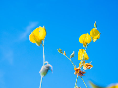 Poppy flower with blue sky background, Thailand. (Vicia cracca)の写真素材