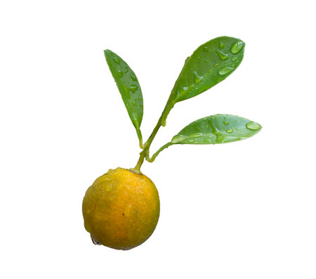 Kumquat fruit isolated on white background with clipping path.の写真素材