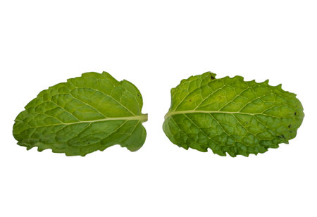 Peppermint leaves isolated on white background, clipping path included.の写真素材