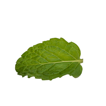 Fresh mint leaves isolated on white background with clipping path. Top view.の写真素材