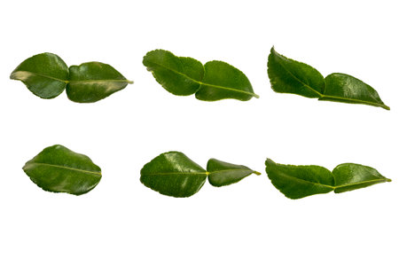 Kaffir lime leaves isolated on white background. Clipping pathの写真素材