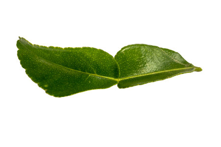 Kaffir lime leaf isolated on white background. Clipping pathの写真素材