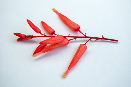 Red flowers on a white background. Close-up. Nature.の写真素材