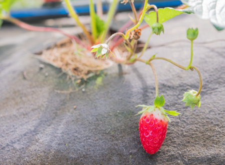 strawberry growing in the garden, selective focus, vintage toneの写真素材