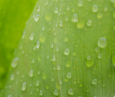 Water droplets on a green leaf. Macro. Selective focus.の写真素材