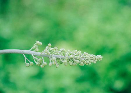 Fresh green fern leaves in the forest.