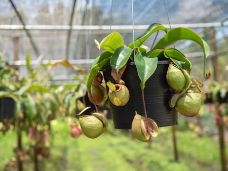 Nepenthes, Tropical pitcher plants and monkey cups, Soft focus.の写真素材