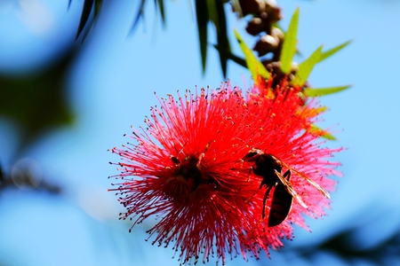 bee at flowerの写真素材