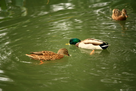 ducks at lakeの写真素材