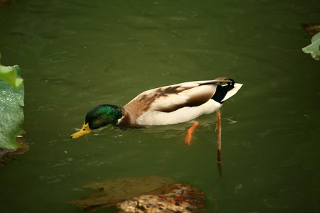 duckの写真素材
