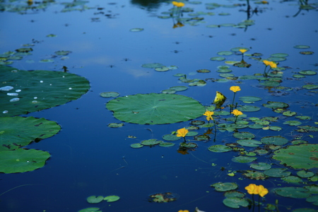 lotus pondの写真素材