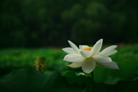 Lotusの写真素材