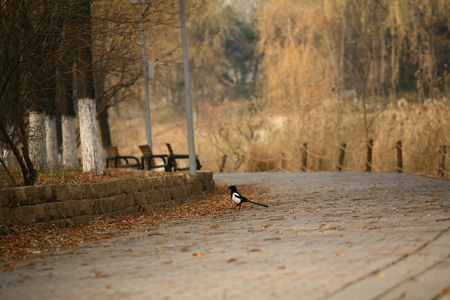 autumn seneryの写真素材