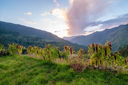 Sunset in Sankri Range, Uttrakhand, Indiaの写真素材