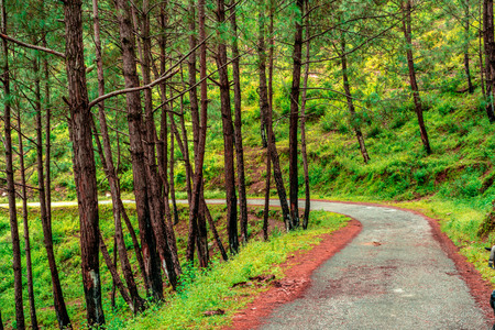 Empty Roads in Tree Forest - Himalayas, Bach Kande, Uttrakhand, Indiaの写真素材