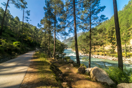 Empty Road in Pines tree forest in Sankri Range, Uttrakhand