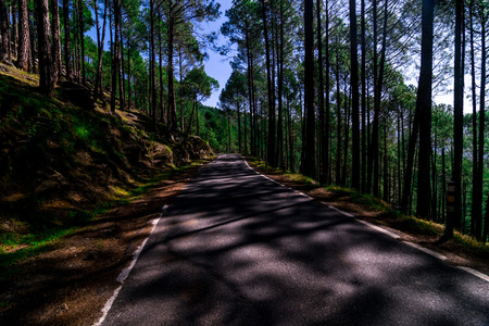 Empty Road in Pines tree forest in Sankri Range, Uttrakhand