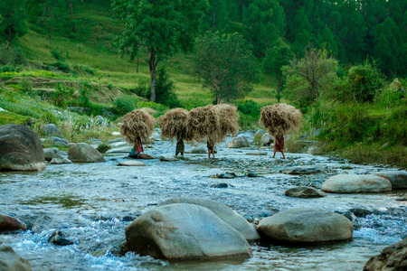 villager women carrying dry grass home for in Uttrakhand - Himalaya