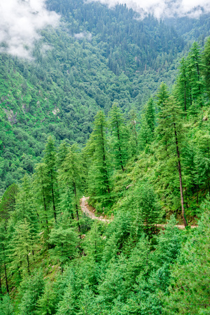 Photo of deodar tree in himalayas, sainj valley, kullu, himachal pradesh, indiaの写真素材