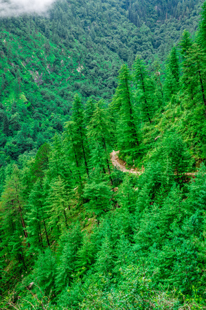 Photo of deodar tree in himalayas, sainj valley, kullu, himachal pradesh, indiaの写真素材