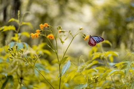 Photo of Butterfly on Yellow Flower in Himalayas, Indiaの写真素材