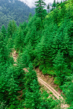 Photo of Aerial View of Road Surrounded by Deodar tree in himalayas, sainj valley, kullu, himachal pradesh, indiaの写真素材