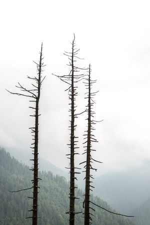 tree dry stick isolated on blurry background - himalayas