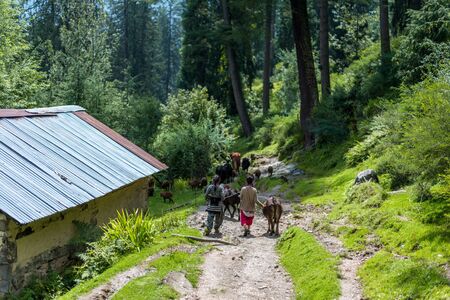 Kullu, Himachal Pradesh, India - September 02, 2018 : Shepherd and herd of sheep and cow in himalayas, sainjのeditorial素材