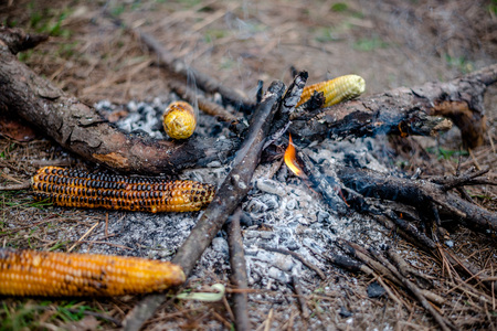 Grilling Corn on Bonfire in Himalayas, Indiaの写真素材