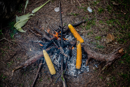 Grilling Corn on Bonfire in Himalayas, Indiaの写真素材