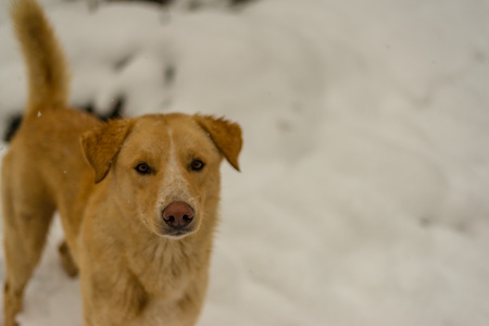 Indian Dog running and playing in the snow on the nature - himalayasの写真素材