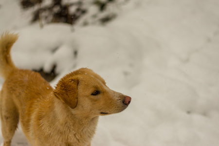 Indian Dog running and playing in the snow on the nature - himalayas