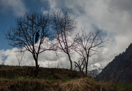 autumn tree in himalayas - Sainj Valley - Indiaの写真素材