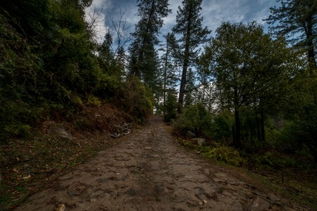 High altitude road in Himalayas surrounded by deodar tree - Indiaの写真素材