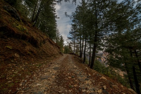 High altitude road in Himalayas surrounded by deodar tree - Indiaの写真素材