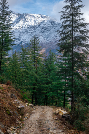 High altitude road in Himalayas surrounded by deodar tree - Indiaの写真素材