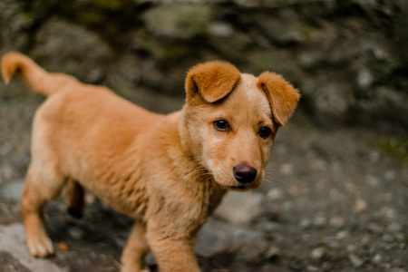 Photo of Indian dog in Himalaya Mountains, Himachal Pradesh, Indiaの写真素材