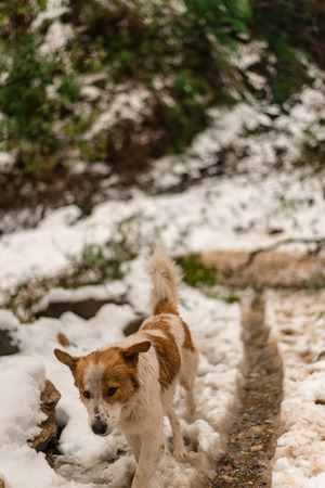 Dog in Mountains - Majestic winter landscape in himalayas - Indiaの写真素材