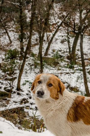 Dog in Mountains - Majestic winter landscape in himalayas -の写真素材