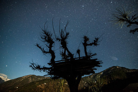 Starry night sky over tree in himalayas in India