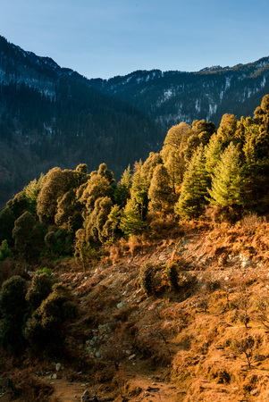 Sunset over deodar tree in himalayas - Beautifull evening in mountainsの写真素材