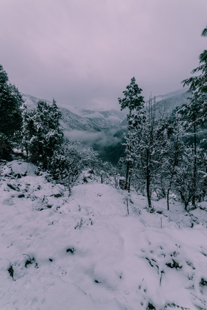 Snow covered tree in himalayas in winters - Indiaの写真素材