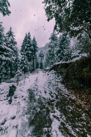 Snow covered road surrounded by deodar tree in himalayas - Indiaのeditorial素材